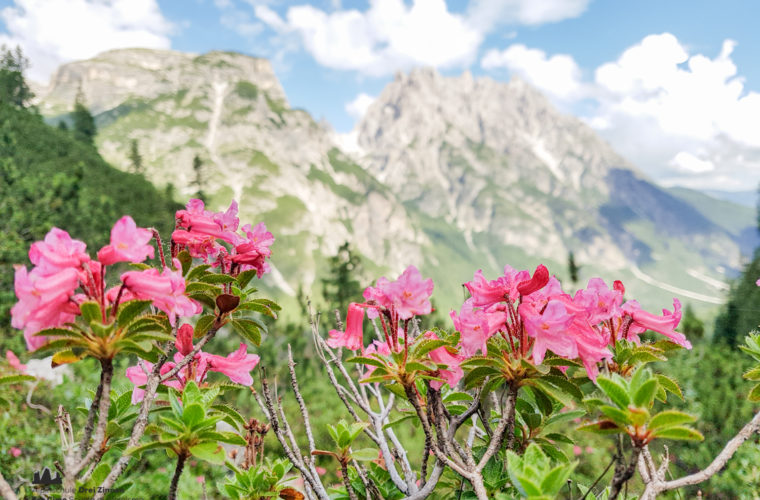 Wandern - camminate - hiking Alpinschule Drei Zinnen Tre Cime-7